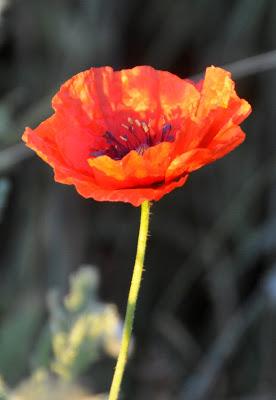 More Postcards . . .Sunrise in the Folk School Garden