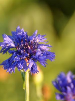 More Postcards . . .Sunrise in the Folk School Garden