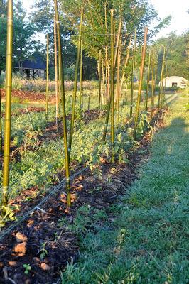 More Postcards . . .Sunrise in the Folk School Garden