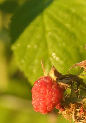 More Postcards . . .Sunrise in the Folk School Garden