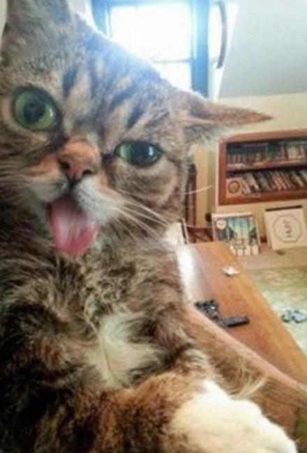 Cat Pulling A Funny Face