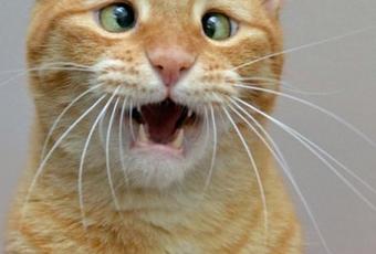 Top 10 Funniest Images Of Cats Pulling Faces - Paperblog