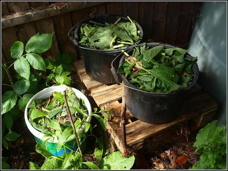 Boosting the stock of Comfrey