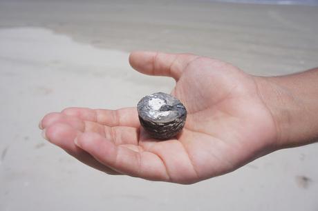 Beachcombing at Mustang Island State Park