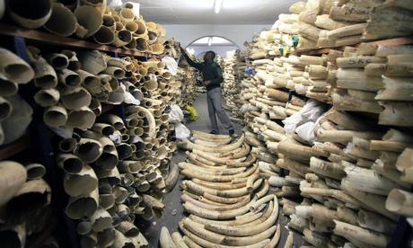 Legal ivory sale drove dramatic increase in elephant poaching, study shows | Environment | The Guardian