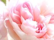 Vase Monday Gentle Hermione