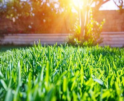 tips for healthy lawn