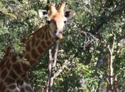 DAILY PHOTO: Giraffe Amid Trees