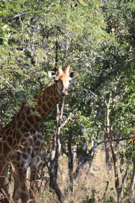 Taken in May of 2016 at Chaminuka Game Reserve