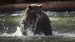 Trophy hunting of grizzly bears to continue in British Columbia – The Globe and Mail
