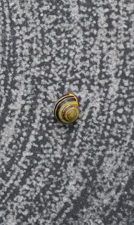 Wordless Wednesday - Snail on angel