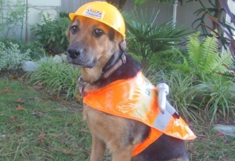 Dog Wearing Building Site Safety Equipment 