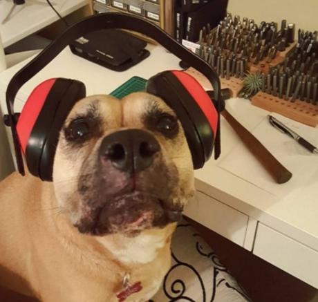 Dog Wearing Ear Protectors