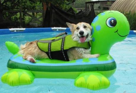 Dog Wearing Pool Safety Equipment 