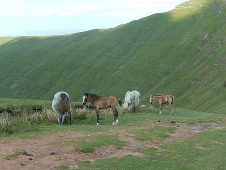 Back to the Brecons (Part 2)