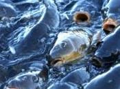 Chile’s Salmon Industry Using Record Levels Antibiotics Combat Bacterial Outbreak