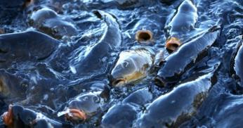 Chile’s Salmon Industry Using Record Levels of Antibiotics to Combat Bacterial Outbreak