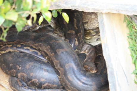 Taken in May of 2016 at Kalimba Reptile Park
