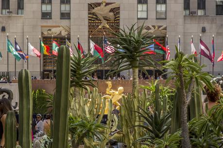 Rockefeller Center filled with cactus during the month of June. 