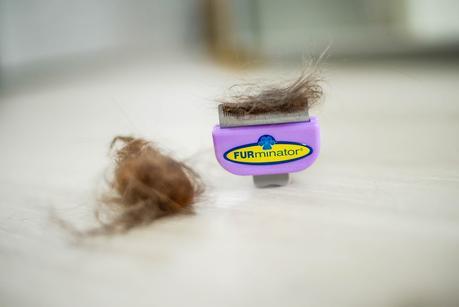 Time for the cats with FURminator