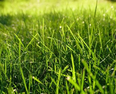 green spots in your lawn