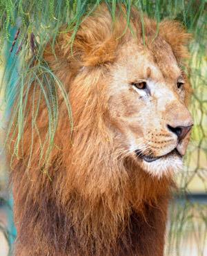 Endangered Namibian ‘desert lion’ shot dead