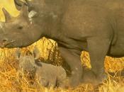 Exposes Scale Nature Rhino Horn Trade International