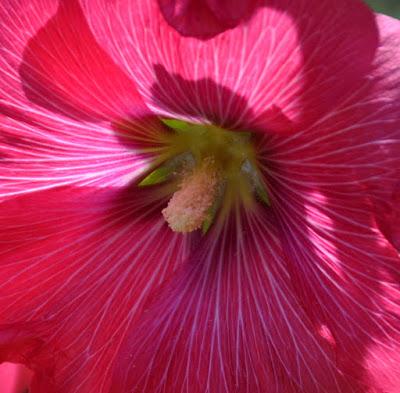 Hollyhocks