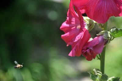 Hollyhocks