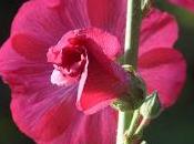 Hollyhocks