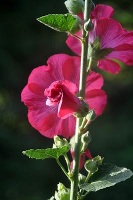 Hollyhocks