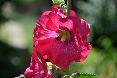 Hollyhocks