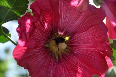 Hollyhocks