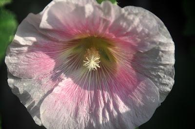 Hollyhocks