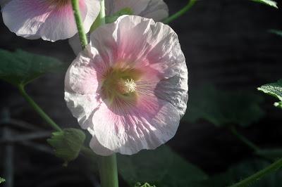 Hollyhocks