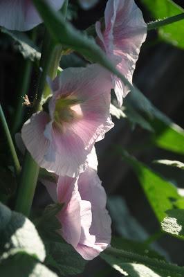 Hollyhocks