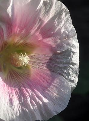 Hollyhocks