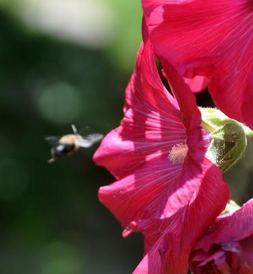 Hollyhocks