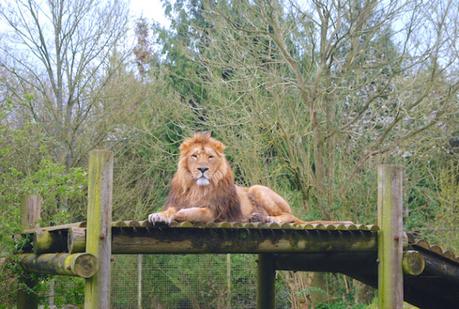 Simba - The Cotswold Wildlife Park