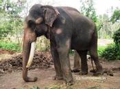 Mission Madukkarai Maharaj Taming Tusker