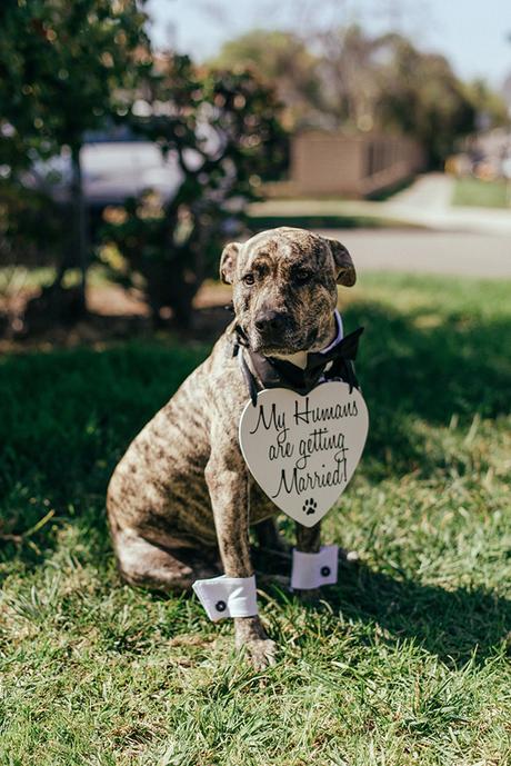 pets-wedding-dog