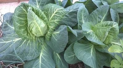 Updating the Cabbage Picture