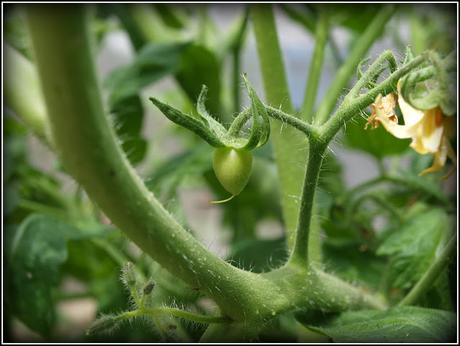 The Tomatoes are taking over