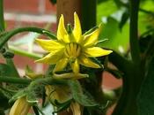 Tomatoes Taking Over