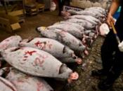 Suing Over Sushi: Protection Sought Pacific Bluefin Tuna Scientific American Blog Network