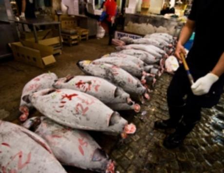 Suing over Sushi: Protection Sought for Pacific Bluefin Tuna – Scientific American Blog Network