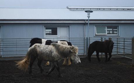 Icelandic Horse Vol 2 - Reyjkavik to Vik - Iceland