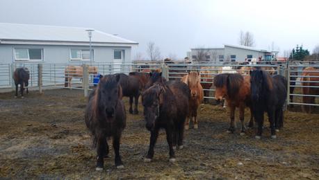 Icelandic Horses - Reykjavik to Vik - Iceland