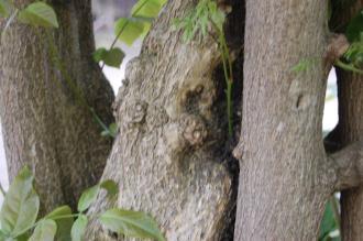 Wisteria floribunda 'Macrobotrys' Stem (22/05/2016, Kew Gardens, London)