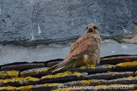 Male kestrel